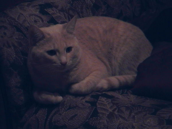 Наташа Бельтюкова