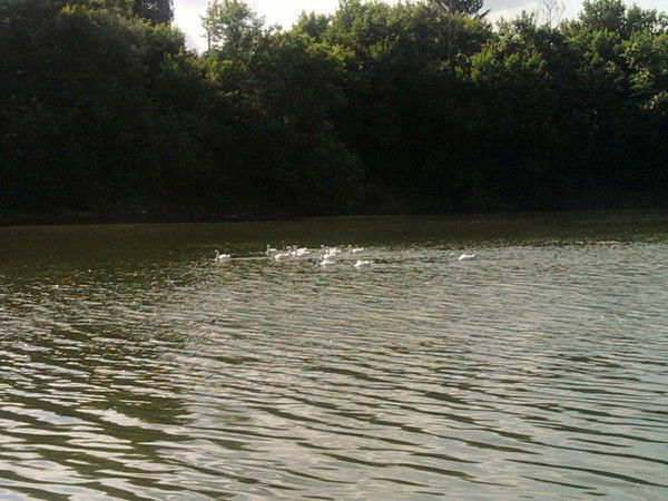 Таня Воронцова