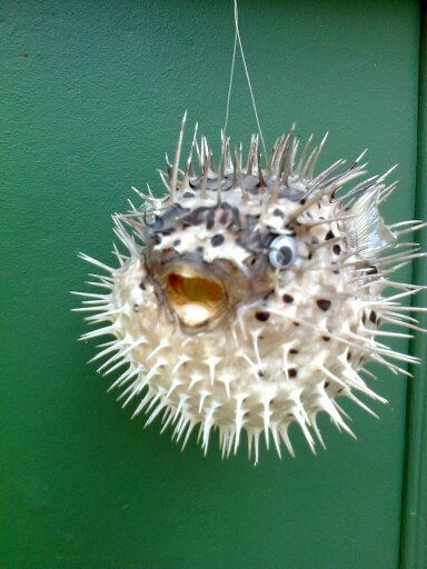 Роман Щербинин