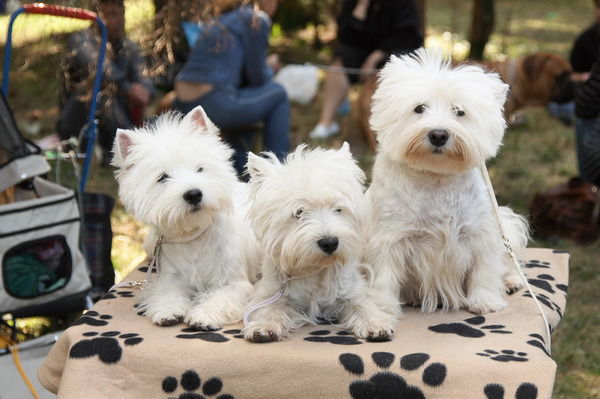 Ангелина Сомова (Донцова)