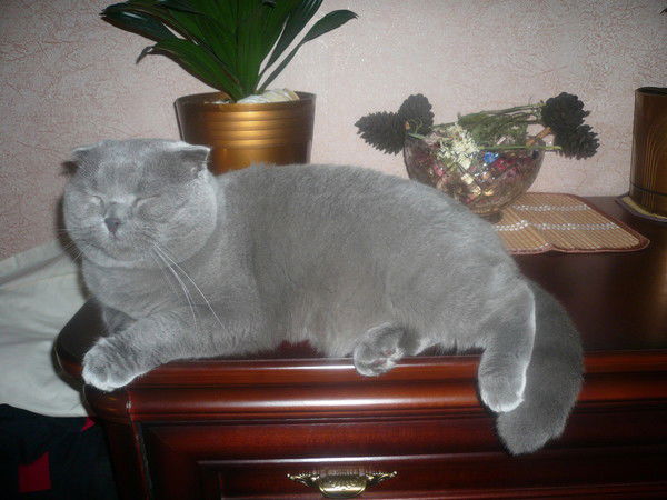 Елена Алейникова