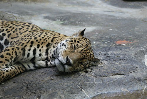 Елена Коскова