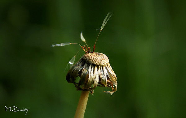 Фаина Кузьмина