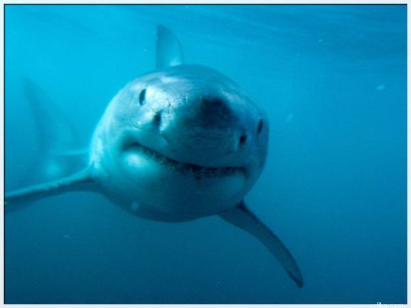 Акула Кавайная