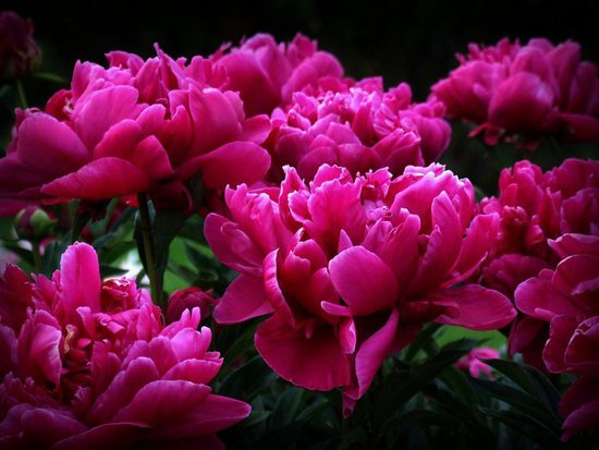 Ира Молодцова