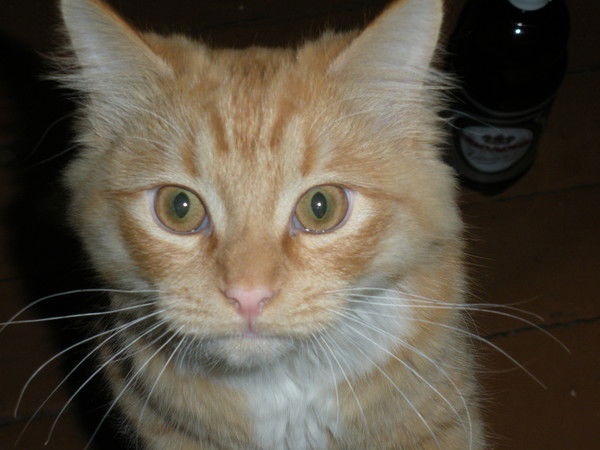 Андрей Горшен