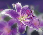 Екатерина Редлихс