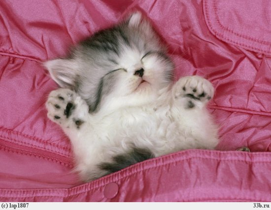 Елена Чижова