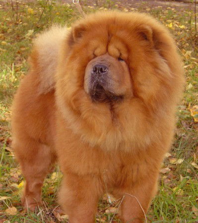 Елена Репина