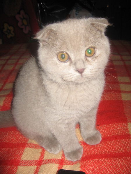 Юлия Новикова