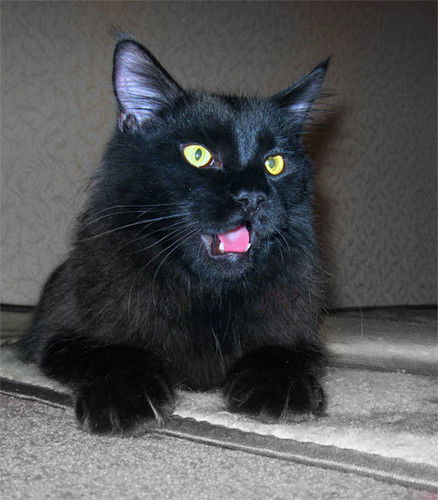 Светлана Байша