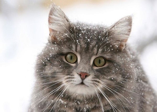 Любовь Даниленко