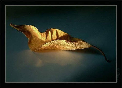 Ольга Шепетюк