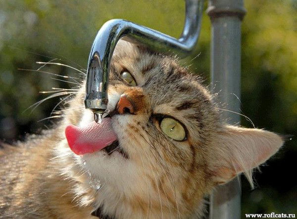 Федор Цветков