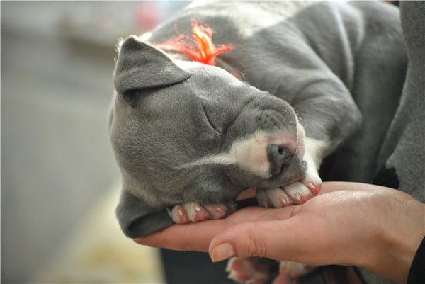 Альбина Волгина