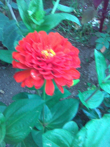 Вера Турлюк