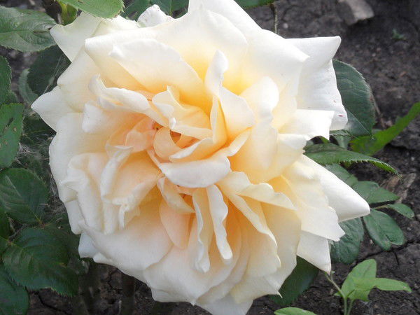 Равиля Вильданова