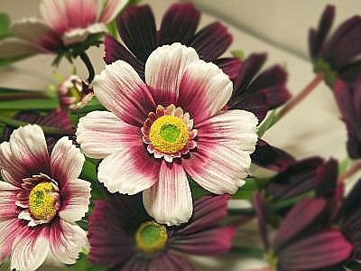 Жамиля Миассарова