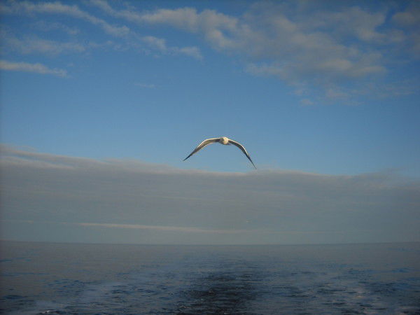 Ветка Сирени