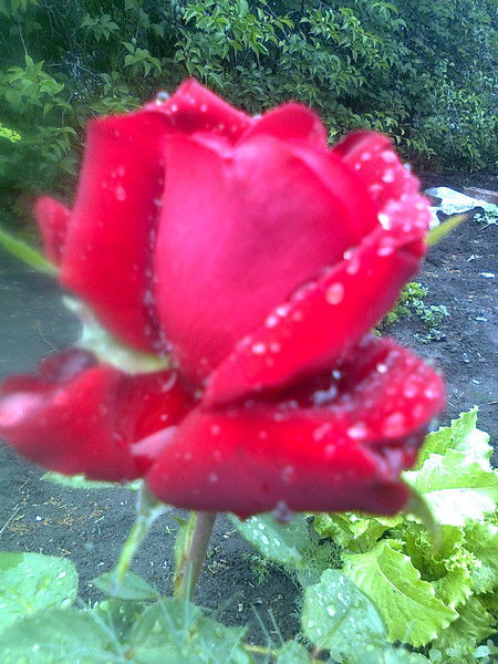 Галина Корнева