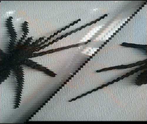 Сергей Николаев