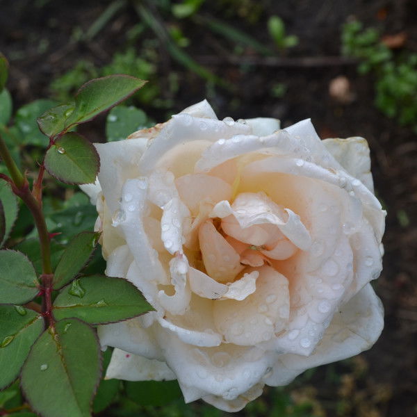 Татьяна Струкова