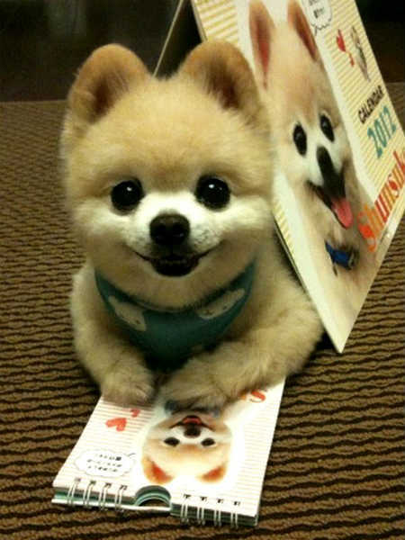 Пёсик Счастья