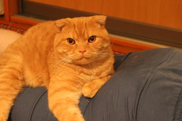 Дмитрий Романов