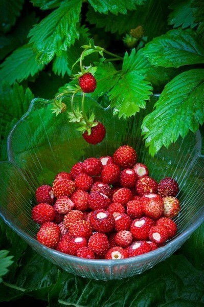 Лена Латыпова