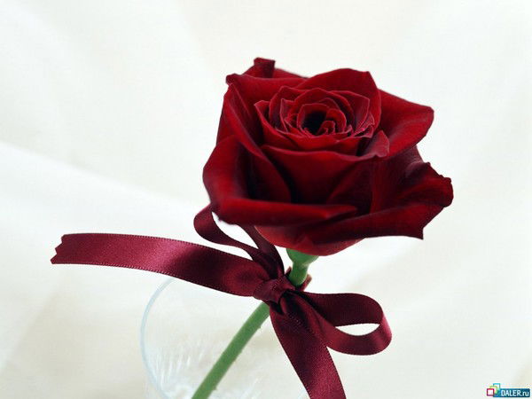 Светлана Шачнева