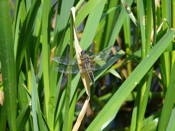 Оксана Камышова