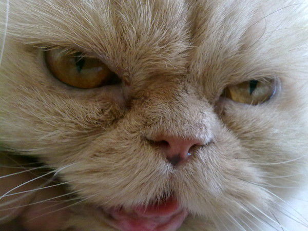 Дмитрий Десинов