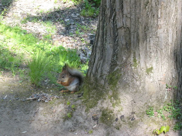 Светлана Беляева