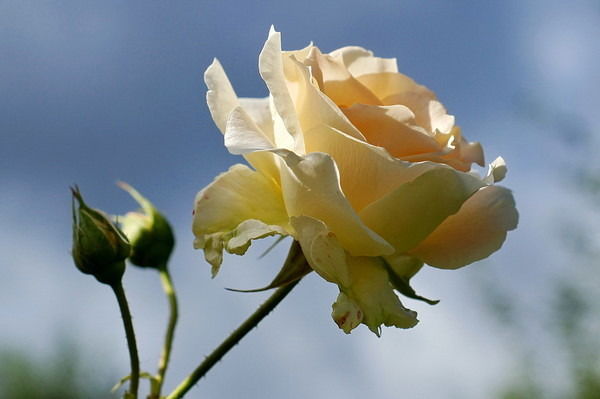 Райгул Кубашева