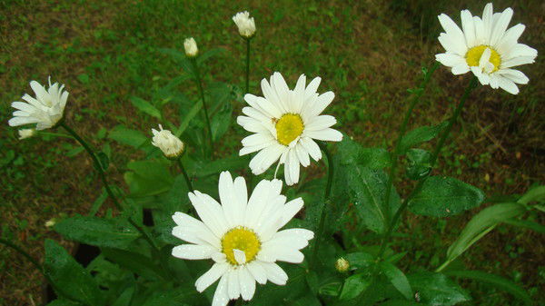 Татьяна Виссонова