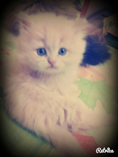 Наталья Кот