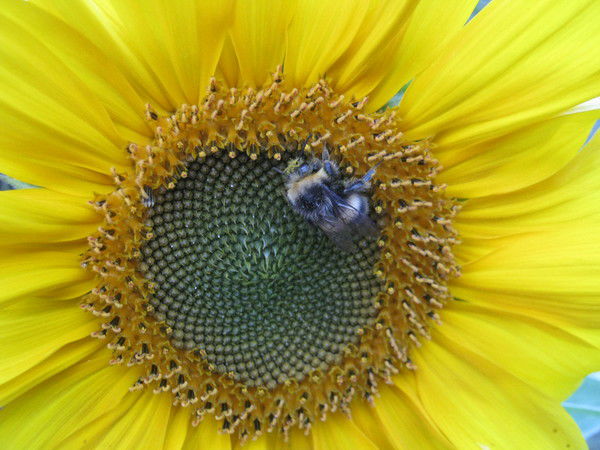 Илья Захаров