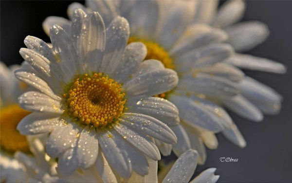 Лариса Колесникова