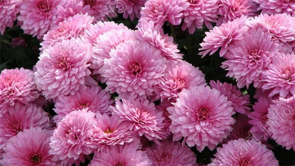 Ханум Мусаева