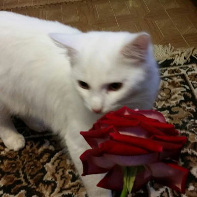 Наталья Смородина