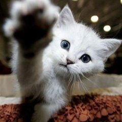 Seppo444 Ложников