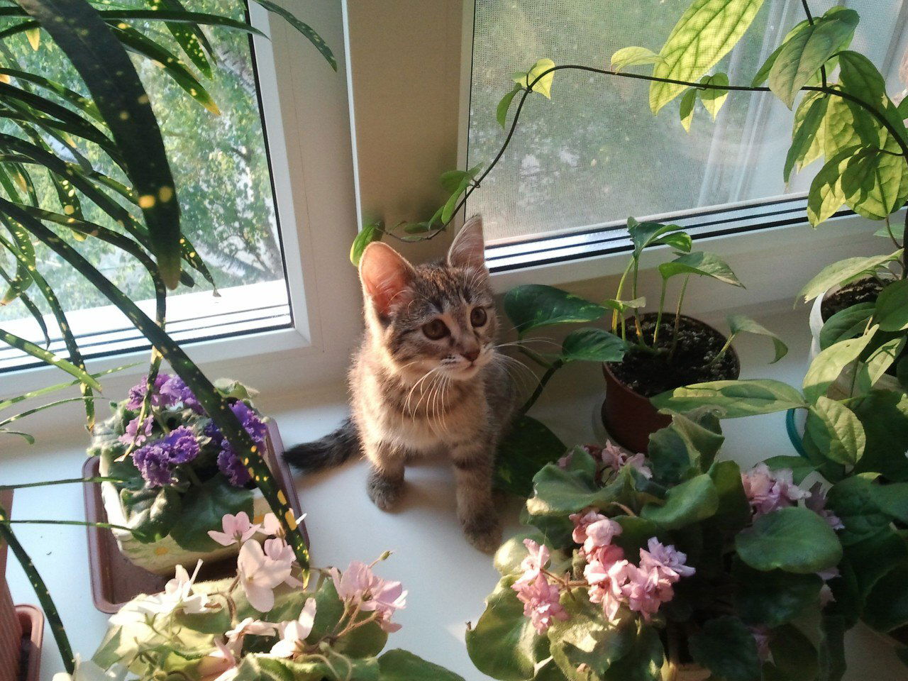 Валерия Цветкова