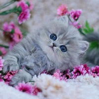 Мария-Александр Колмаковы