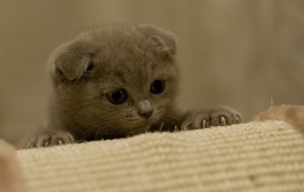 Володя Леднев