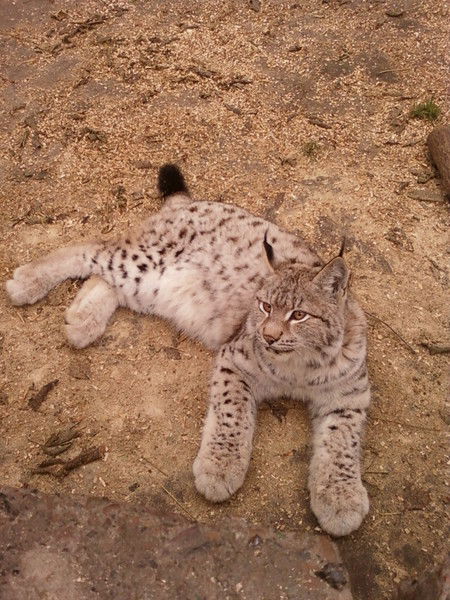 Миссис Коломбо