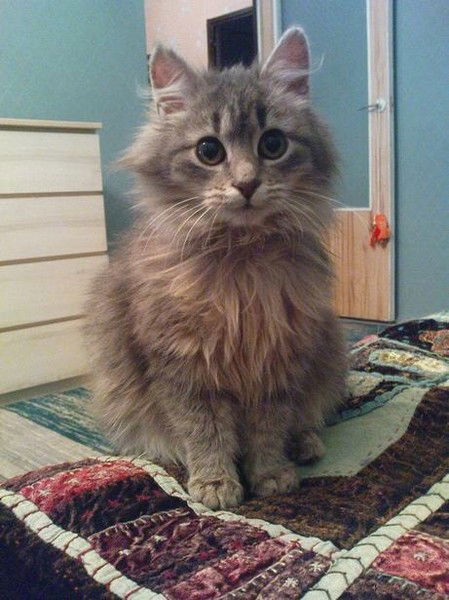 Марина Касперович