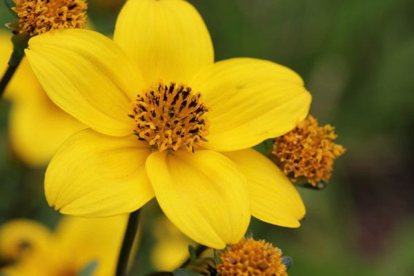 Юлия Дерновая