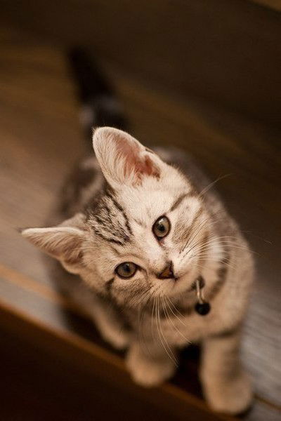 Марьям Фушанло