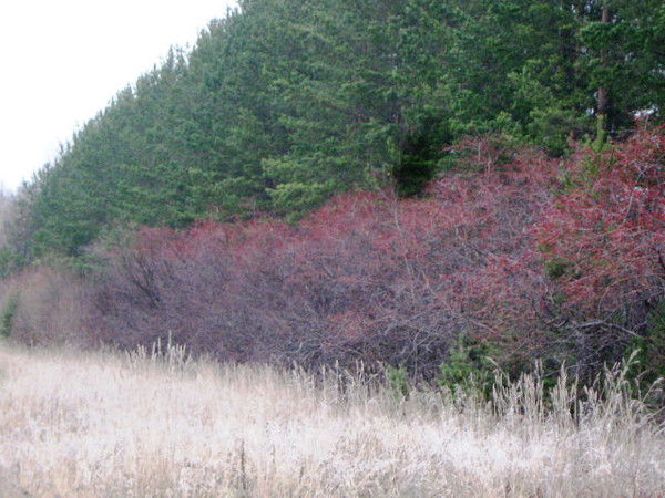 Наталия Шадрина