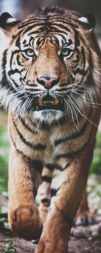 Полина Колпакова